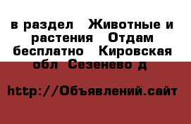  в раздел : Животные и растения » Отдам бесплатно . Кировская обл.,Сезенево д.